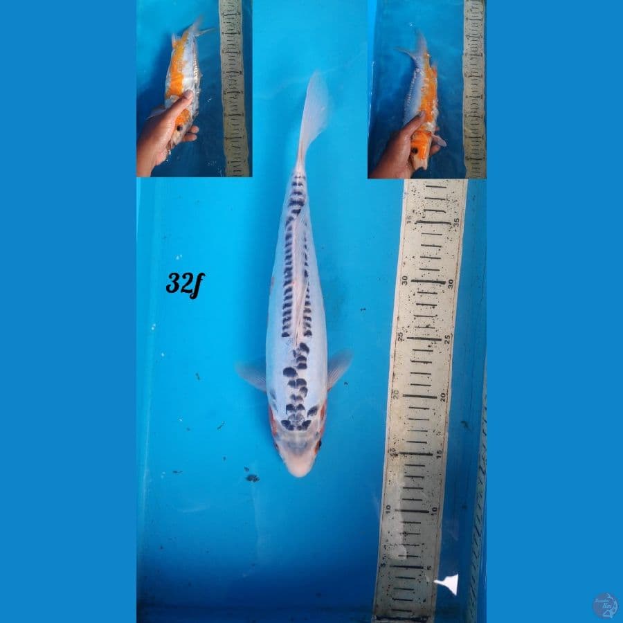 shusui 32cm female
