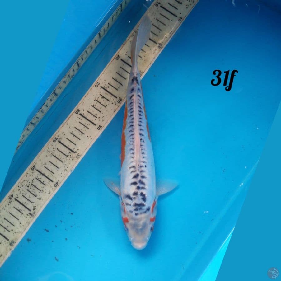 shusui 31cm female