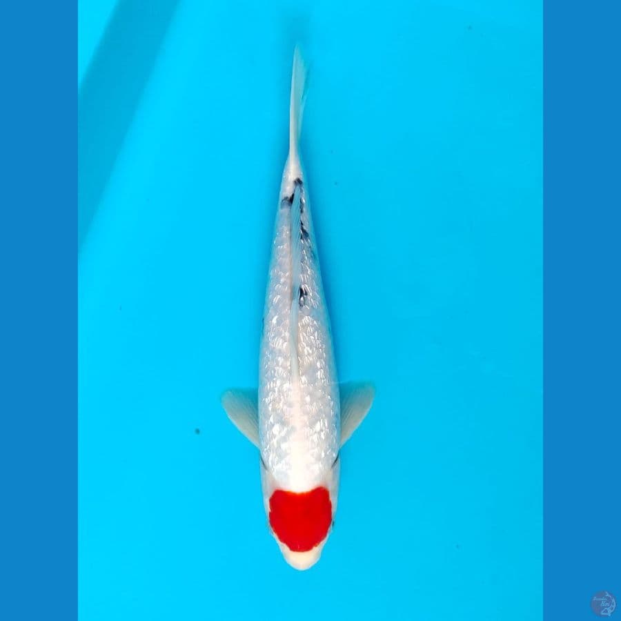 tanco sanke ginrin male 28cm 