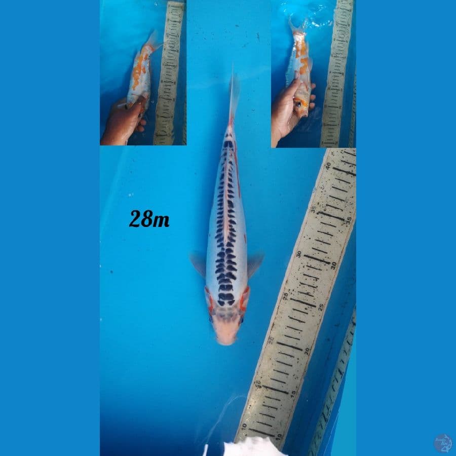 shusui 28cm male