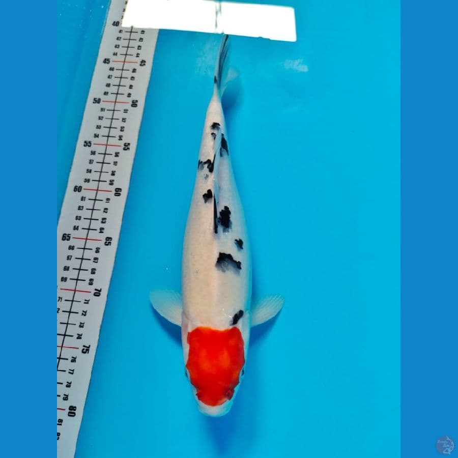 tanco sanke 33cm