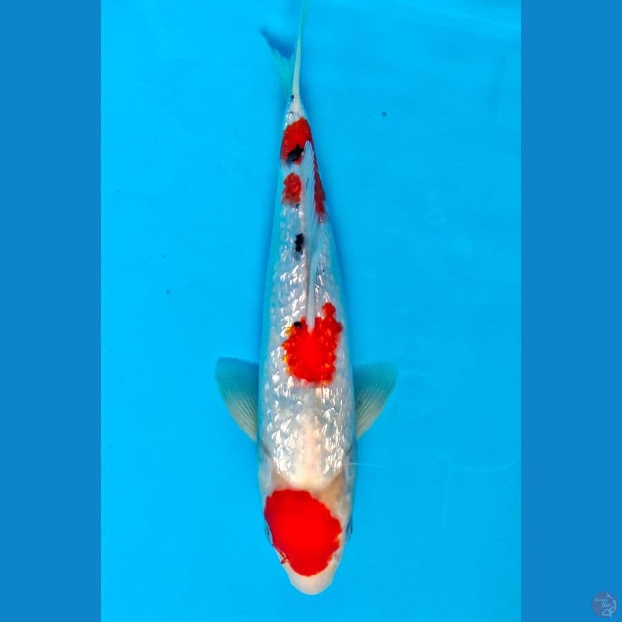 sanke male 30cm