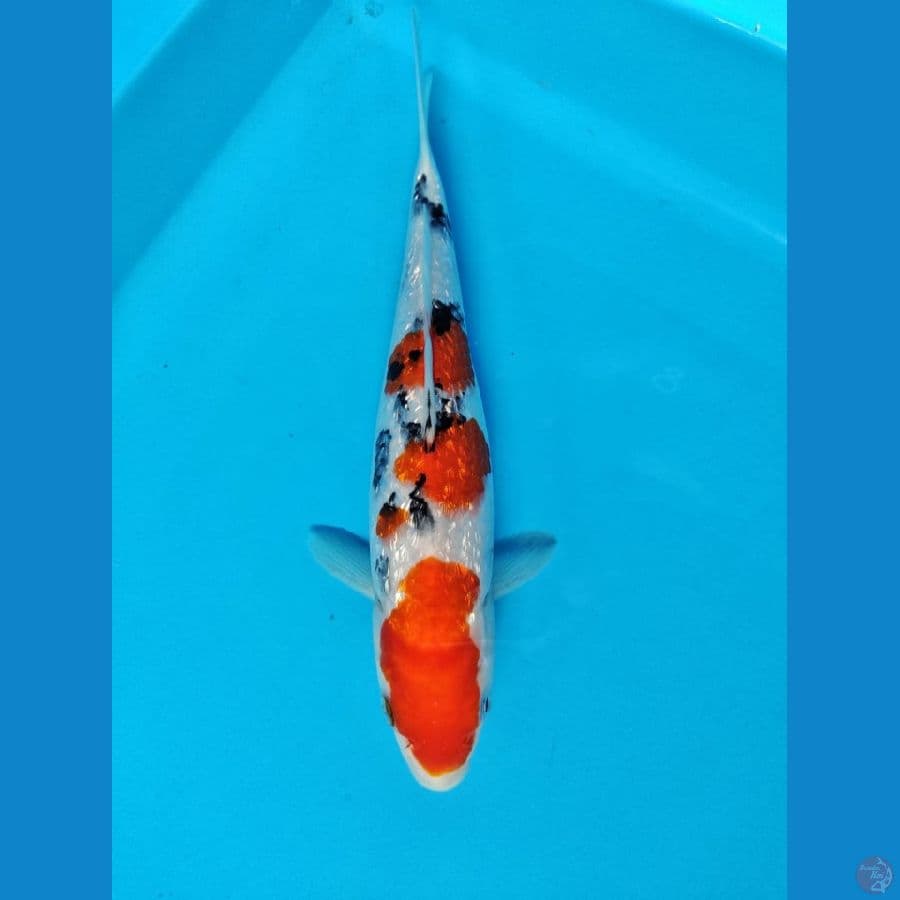 sanke male 25cm