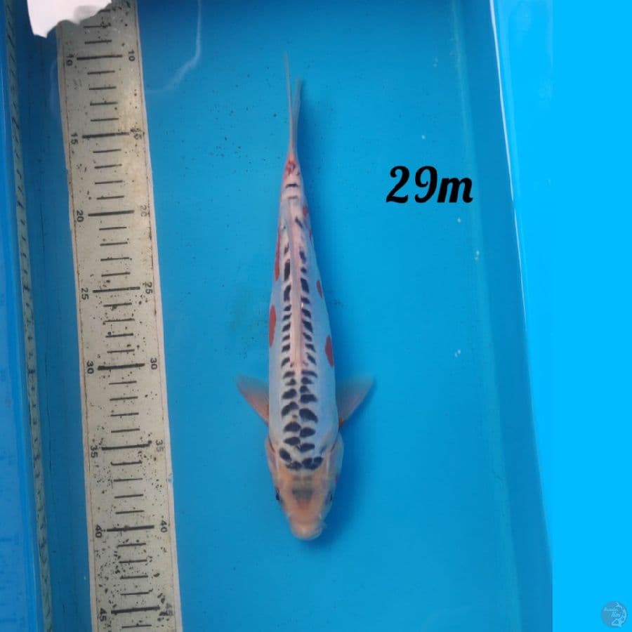 shusui 2cm male
