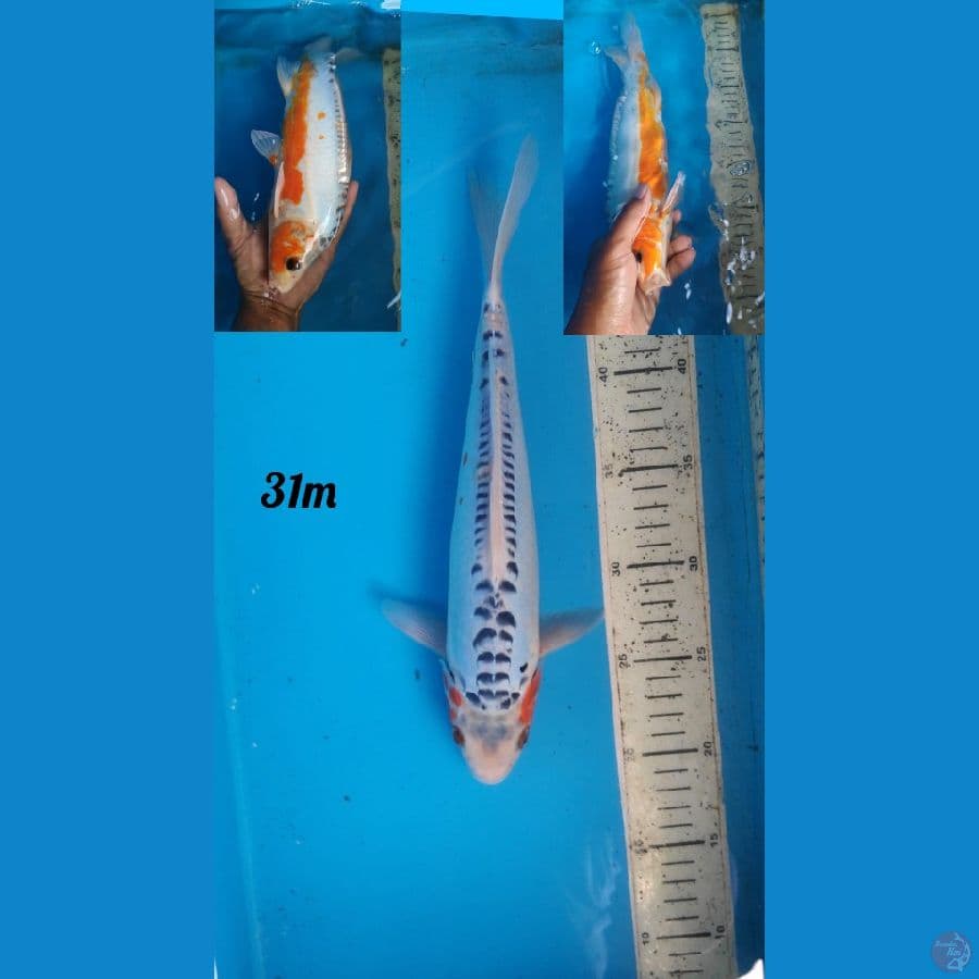 shusui 31cm male