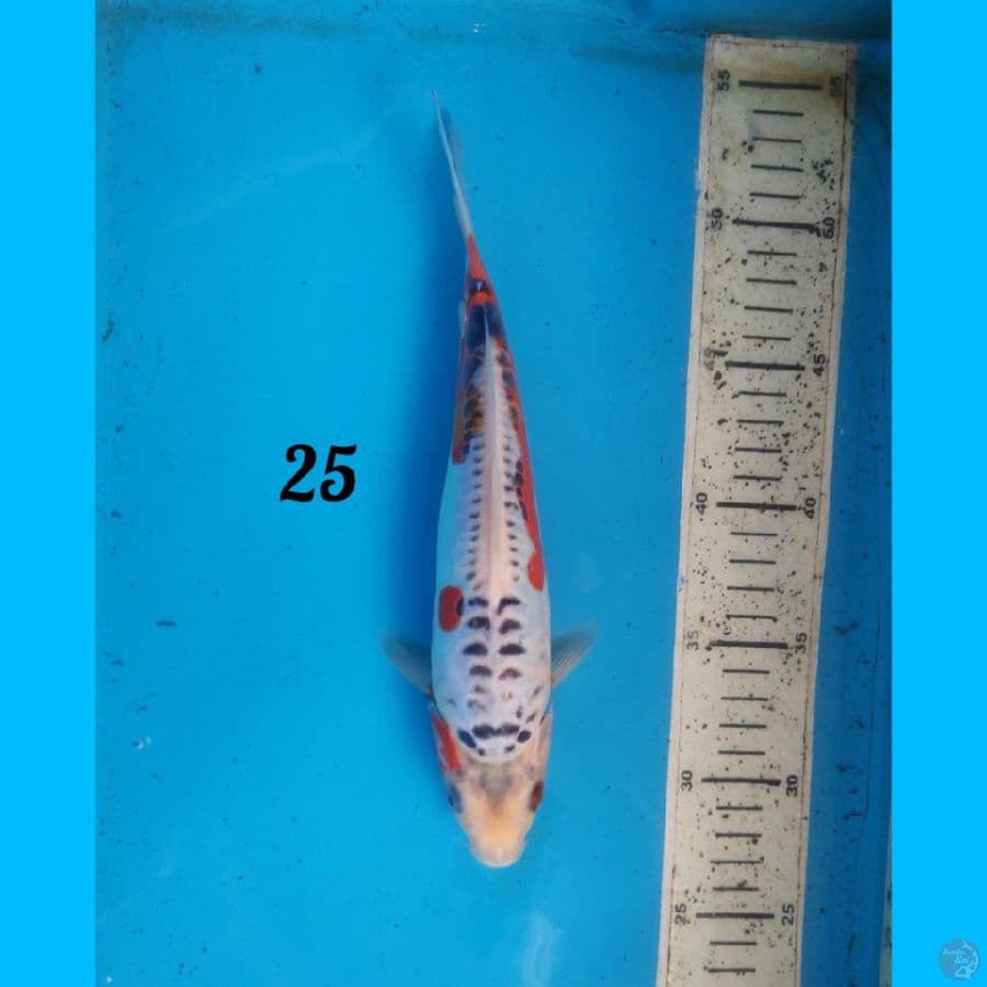 shusui 25cm
