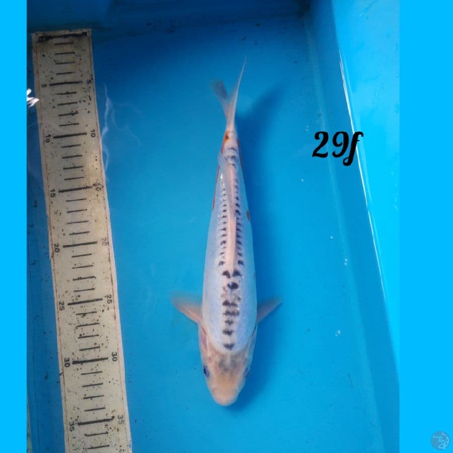shusui 29cm female