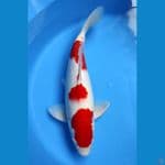 HQ KOHAKU MALE 43CM BODY JOSSS