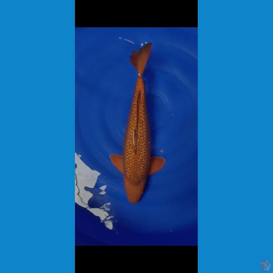 HQ CAGOI GINRIN 50CM MALE