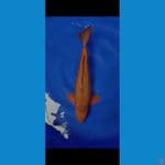 HQ CAGOI GINRIN 50CM MALE