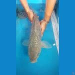 soragoi ginrin 50cm