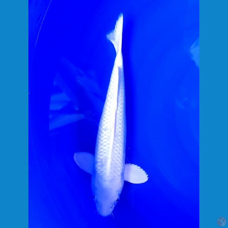 PLATINUM Quality 33 Male