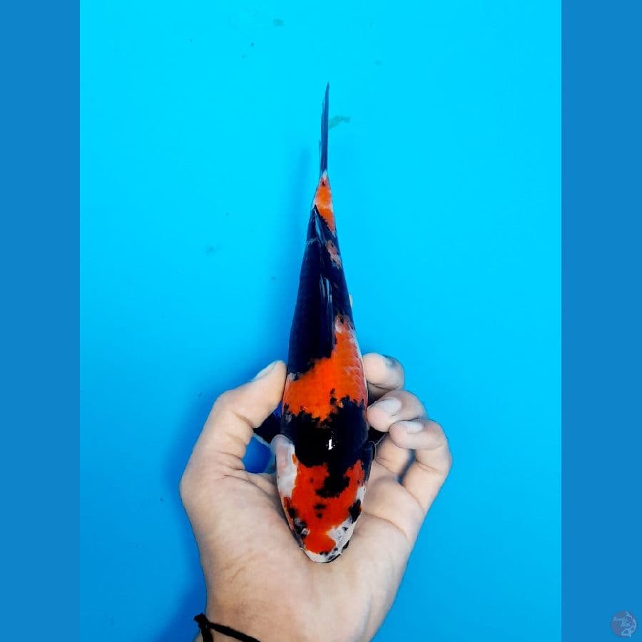 showa 22cm