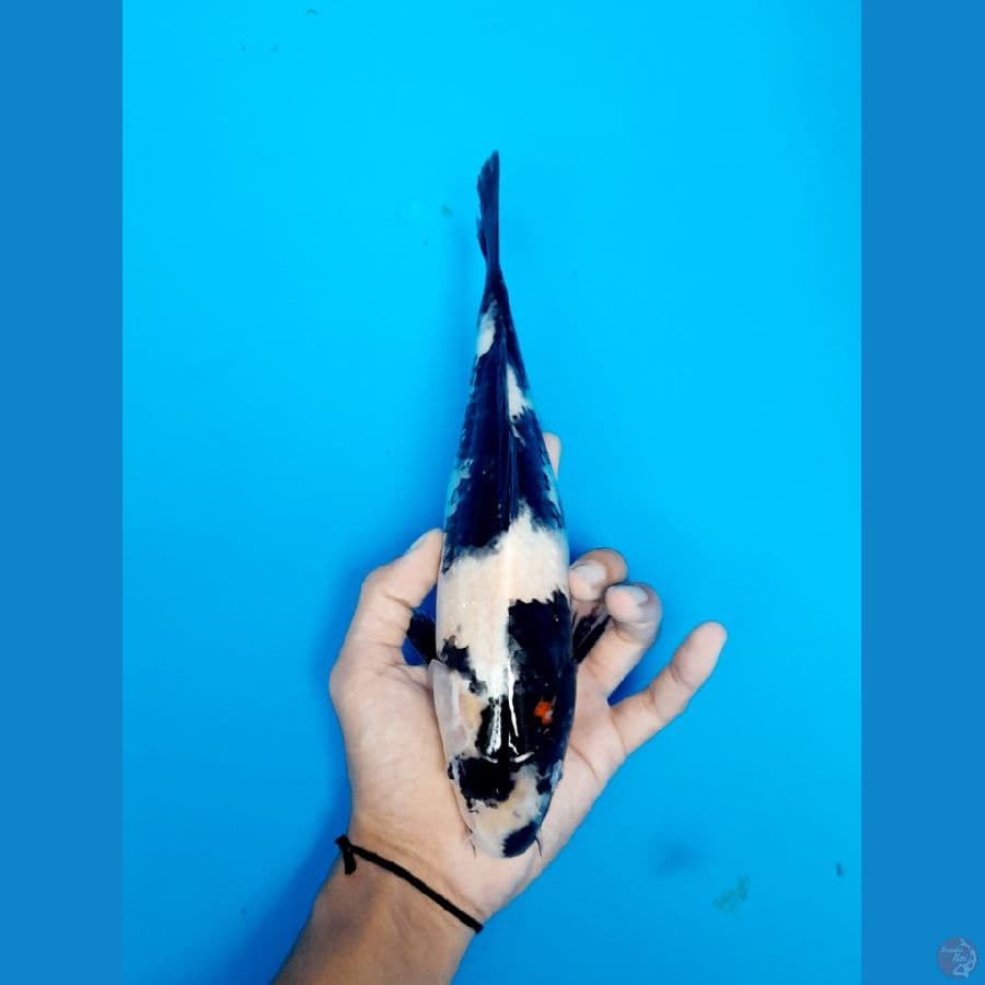 shiro 27cm