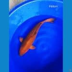 Chagoi 60cm Betina