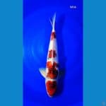 Ai Goromo 56cm Jantan