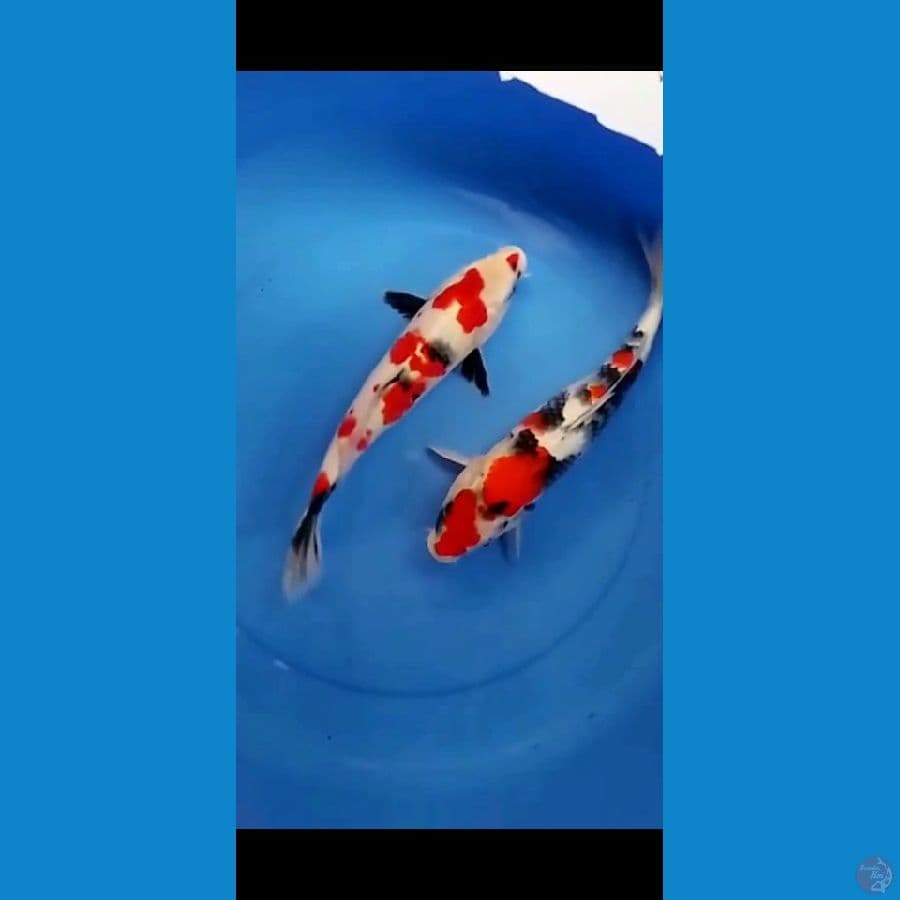 mixs showa 35 36 cm