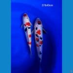Sanke Doitsu 37&40cm jantan & Betina