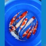 Paket 10 ekor Kohaku& Sanke 26_35cm
