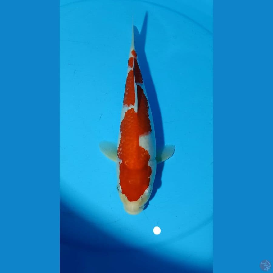 kohaku inazuma 30cm