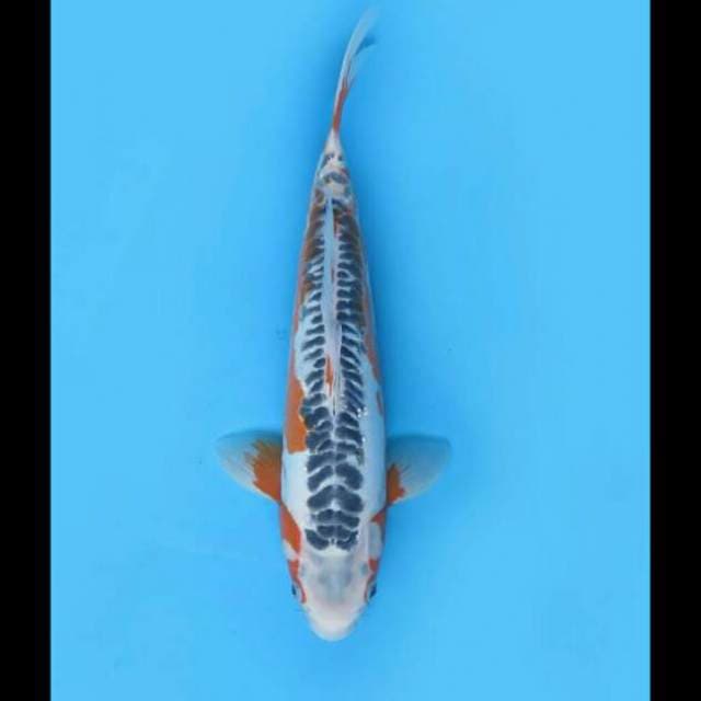 41cm Female - F1 shusui Jumbo Calon Induk