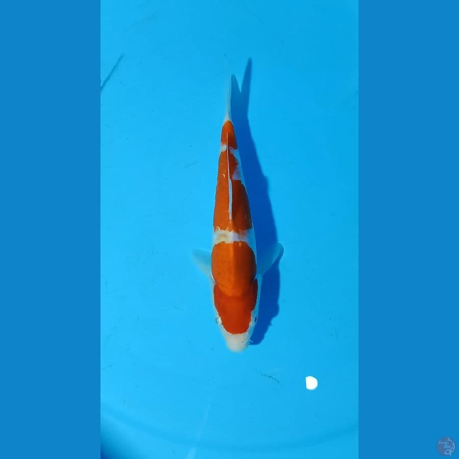 kohaku 23cm