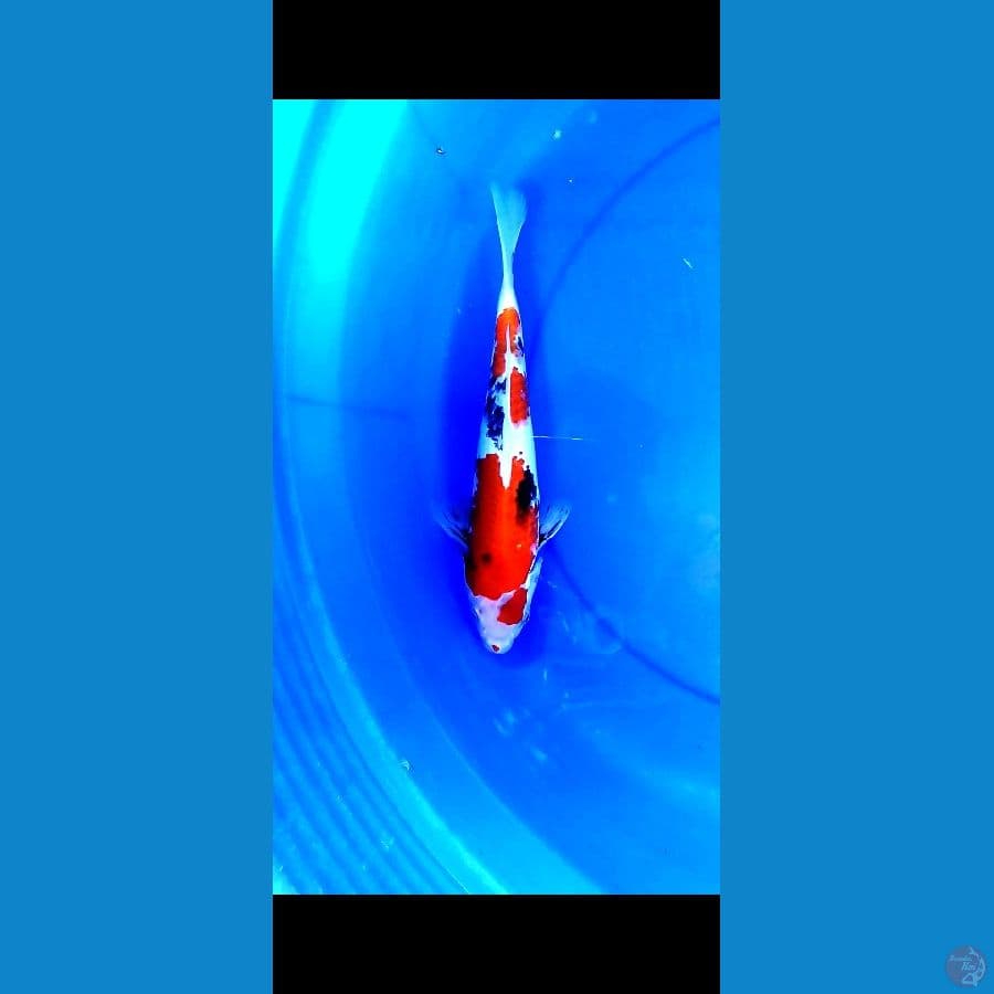 Showa 30cm