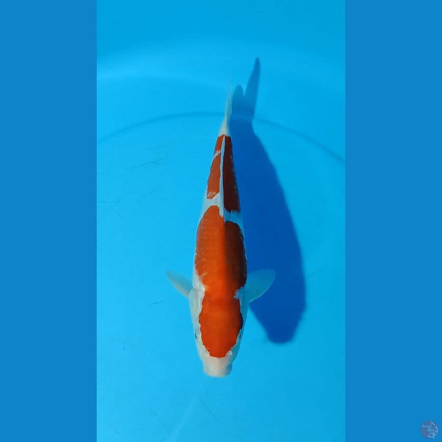 kohaku 30bu