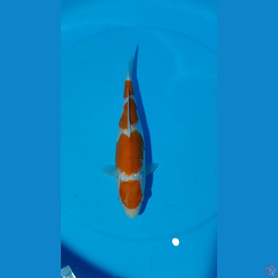 kohaku 30cm