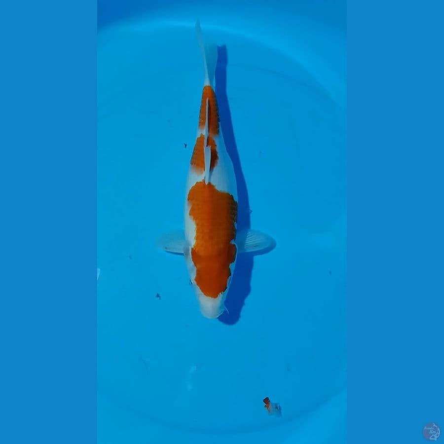 kohaku 31cm