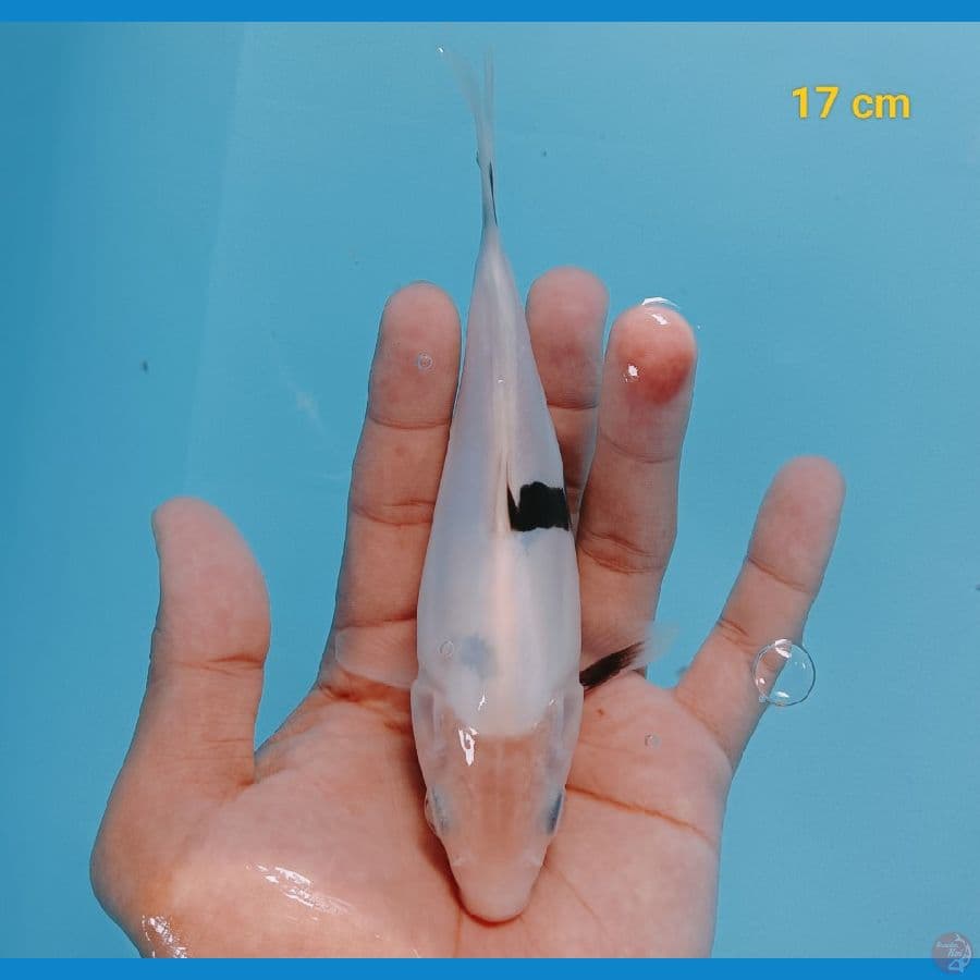 bahan super 17 cm