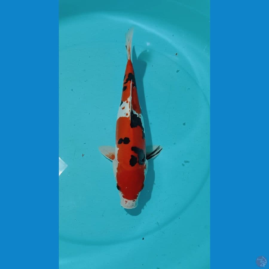 doitshu 35cm