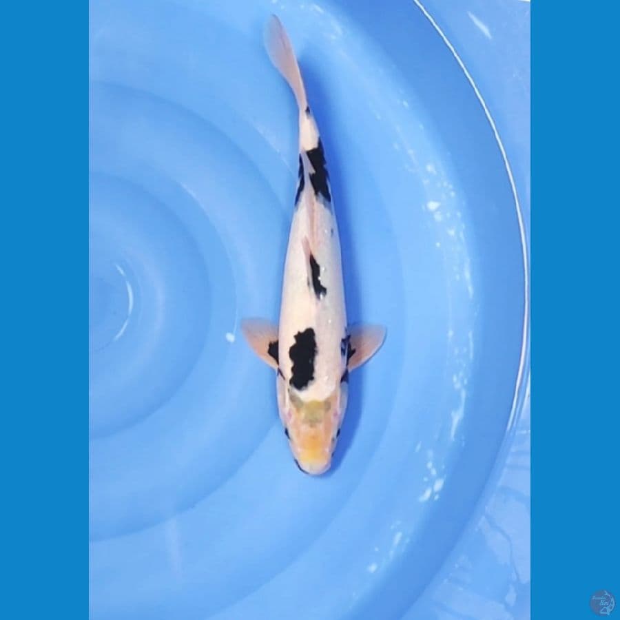 40 CM ~ MOTOGORO SHIRO UNIQUE