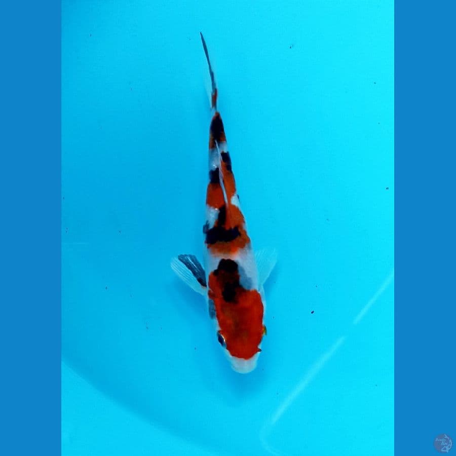showa 15cm