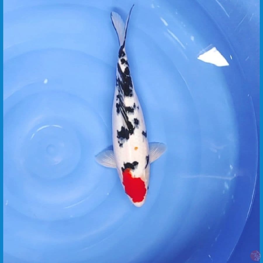 37 CM ~ TANCO SANKE