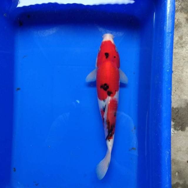 showa super red original