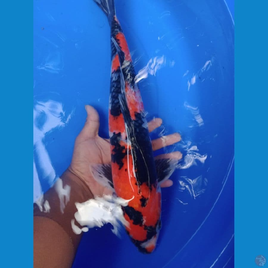 showa 47cm jantan