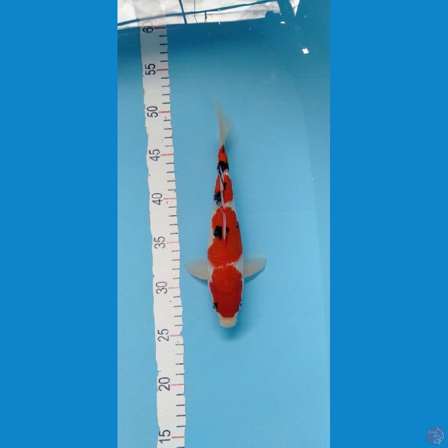 Sanke ginrin original m 25cm