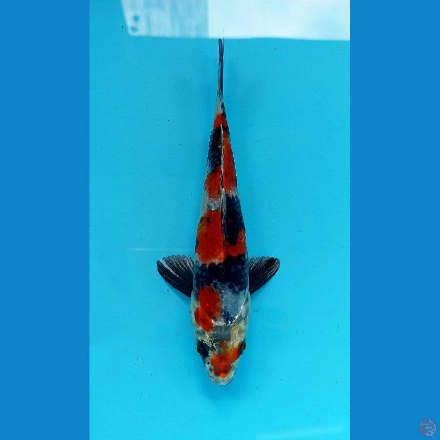 showa hikari 17cm
