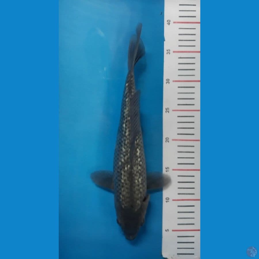 33cm