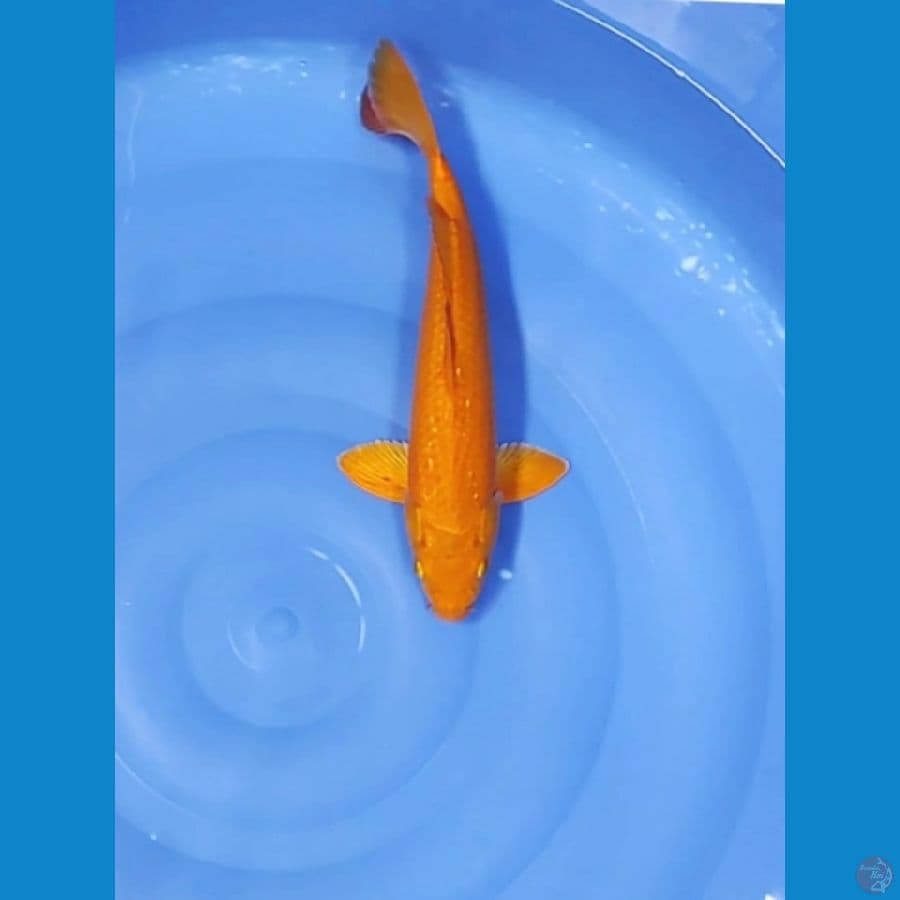 35 CM ~ GOLD KARASI
