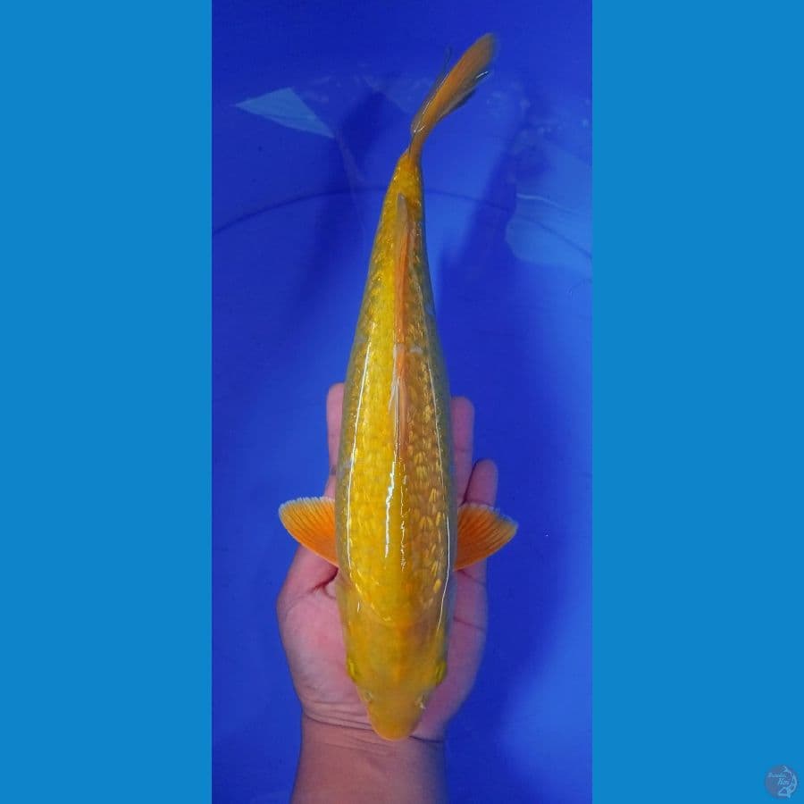 ginrin C midori 