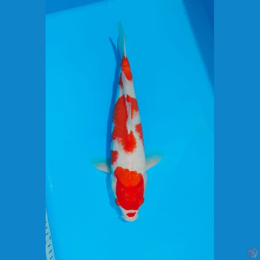 KOHAKU 40CM