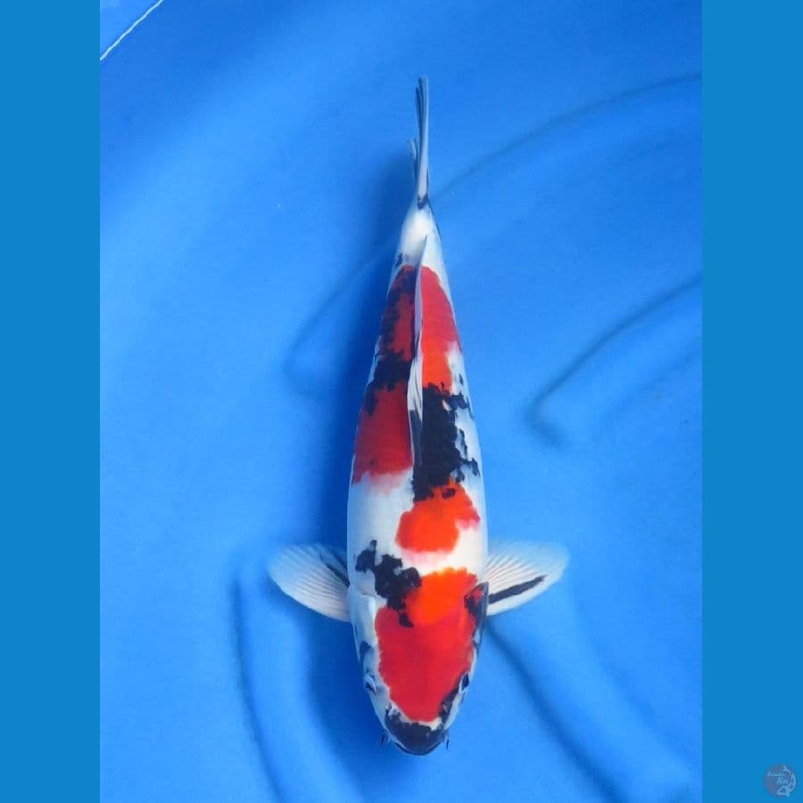 40cm - Red Male Showa