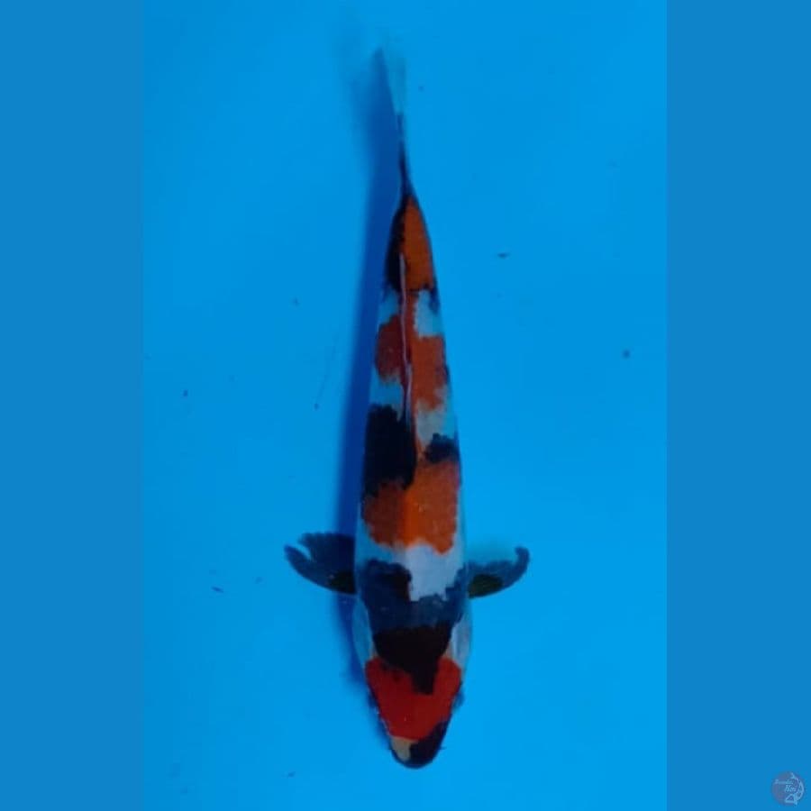 showa maruten sz 23cm