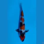 showa maruten sz 23cm