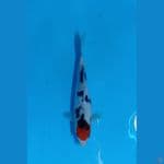 TC SHOWA SZ 25CM