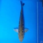 Chagoi sisik naga 45cm