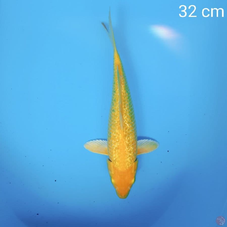 karasi gindrin 32 cm