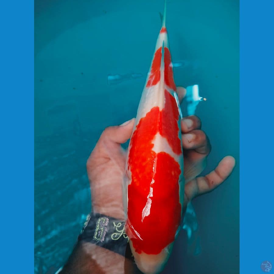 Kohaku inazuma SQ Original 32cm